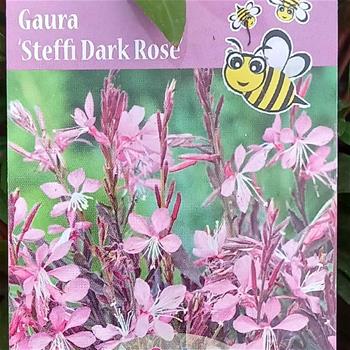 Svíčkovec Lindheimerův Steffi Dark Rose květináč 1,5 litru