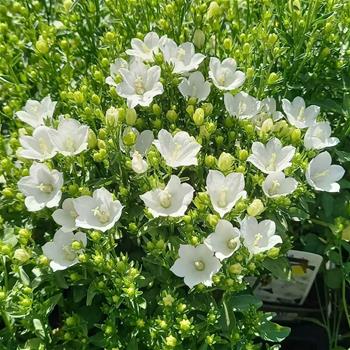 Zvonek MiraBell Compact White květináč 9cm