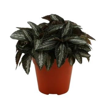 Pilea květináč 12cm