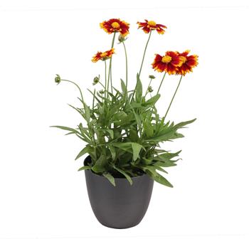Krásnoočko velkokvěté UpTick Red květináč 12CM