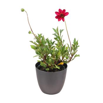 Krásenka Cherry Chocolate květináč 12cm