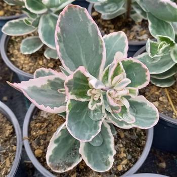 Rozchodník nachový La Vie en Rose květináč 12cm