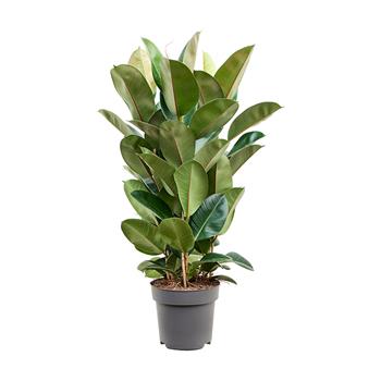Fíkovník pryžodárný Robusta výška 85cm, květináč 27cm, sesazovaný