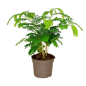 Tamarind indický květináč 13cm