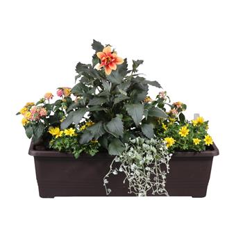 Letní slunovrat truhlík 60cm