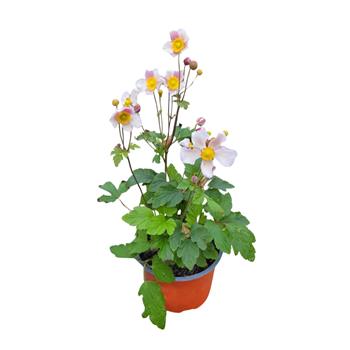 Sasanka hupejská Rose Shades květináč 15cm