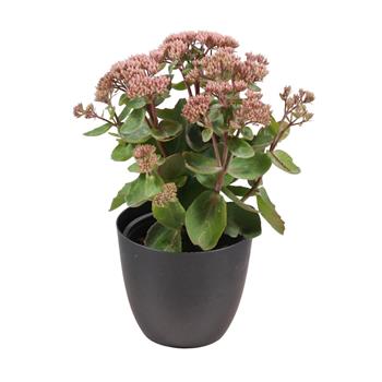 Rozchodník nachový Seduction Pink Passion květináč 12cm