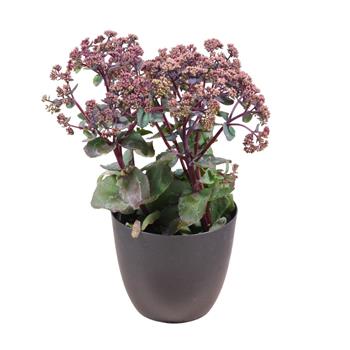 Rozchodník nachový Seduction Rosé Soirée květináč 12cm