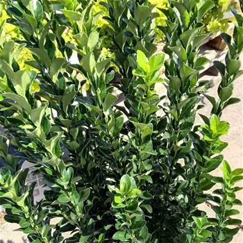 Brslen japonský Green Spire výška 40/60cm, květináč 7,5 litru