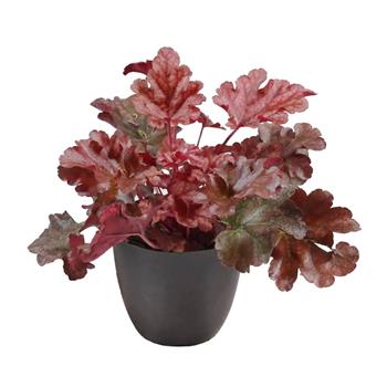 Dlužicha Peach Flambe květináč 12cm