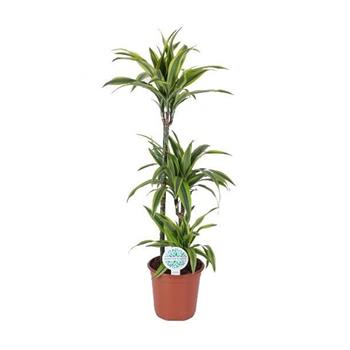 Dračinec vonný Lemon Lime výšky kmínku 75-30-10cm, květináč 24cm