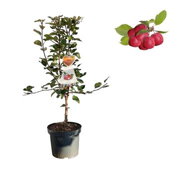 Jabloň okrasná Appletini kmínek 50cm, květináč 5 litrů