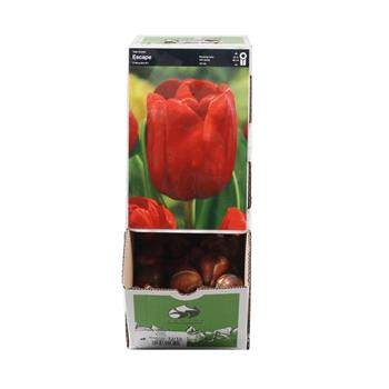 Tulipán Escape 10ks