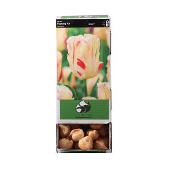 Tulipán Flaming Art 10ks