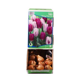 Tulipán Flaming Purple Mix 10ks