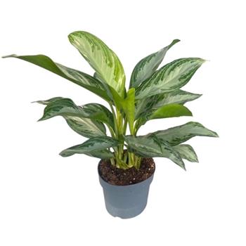 Aglaonema Silver Bay květináč 17cm