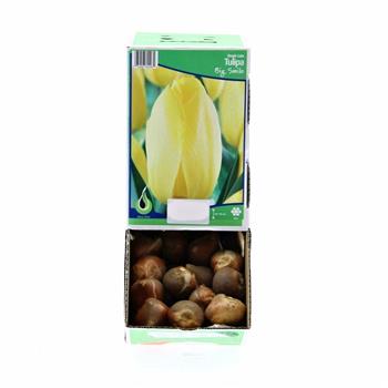 Tulipán Big Smile 5ks