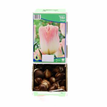 Tulipán Kunyun 5ks