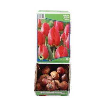 Tulipán Parade 5ks