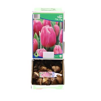 Tulipán Pink Flag 5ks
