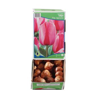 Tulipán Pink Impression 5ks