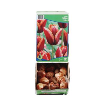 Tulipán Slawa 5ks
