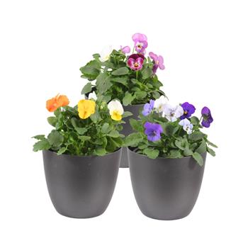 Violka rohatá Trio květináč 12cm