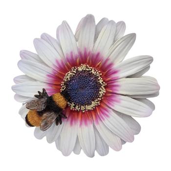 Gerbera s včelou polyresinová závěsná 11cm