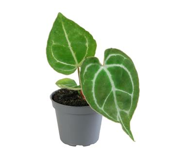 Toulitka Karma květináč 6cm