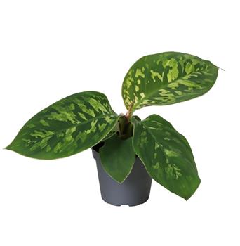 Homalomena Wallisova Camouflage květináč 6cm