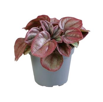 Pepřinec Cayenne květináč 12cm