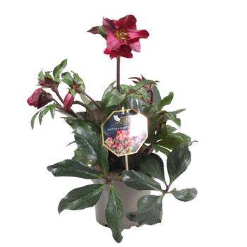 Čemeřice Red Romance květináč 17cm