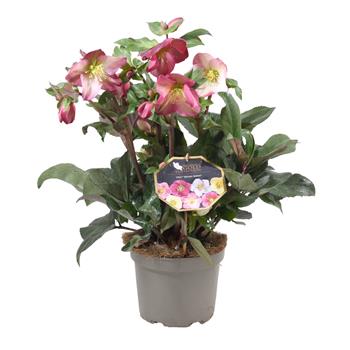 Čemeřice Winter Ballet květináč 17cm