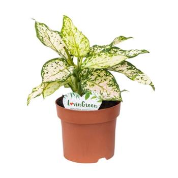 Aglaonema Eileen květináč 12cm