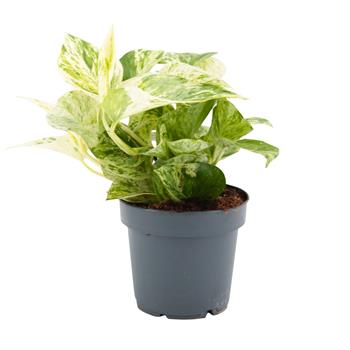 Potos, šplhavník Snow Leopard květináč 12cm