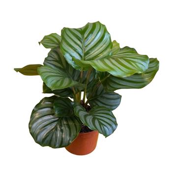 Kalatea okrouhlolistá květináč 12cm