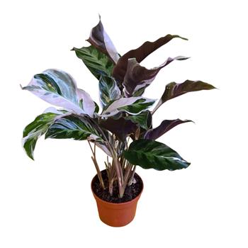 Kalatea White Fusion květináč 12cm