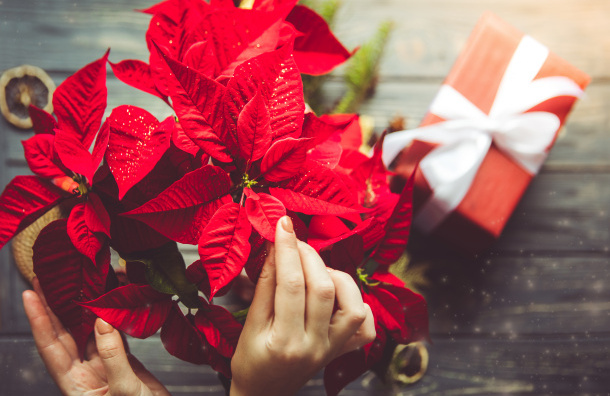 Péče o vánoční hvězdu