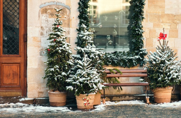 Vánoční stromek v květináči