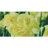Narcis 'Yellow Cheerfulness' 5ks