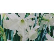 Narcis 'Thalia' 5ks