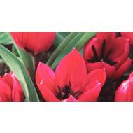 Tulipán Violacea Black Base 10ks