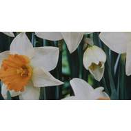 Narcis 'Chromacolor' 5ks