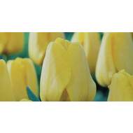 Tulipán Golden Apeldoorn 10ks