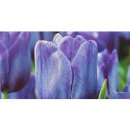 Tulipán 'Bleu Aimable' 10ks