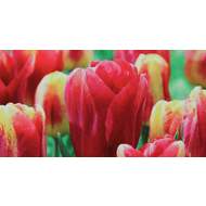 Tulipán Colour Mystic 10ks