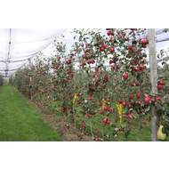 Jabloň Redlove 'Odysso' květináč 5 litrů, výška 80/100cm, zimní, CIZOSPRAŠNÁ