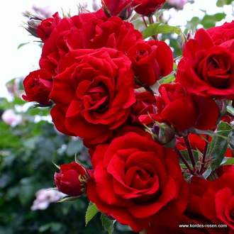 Růže Kordes 'Amadeus' 2 litry