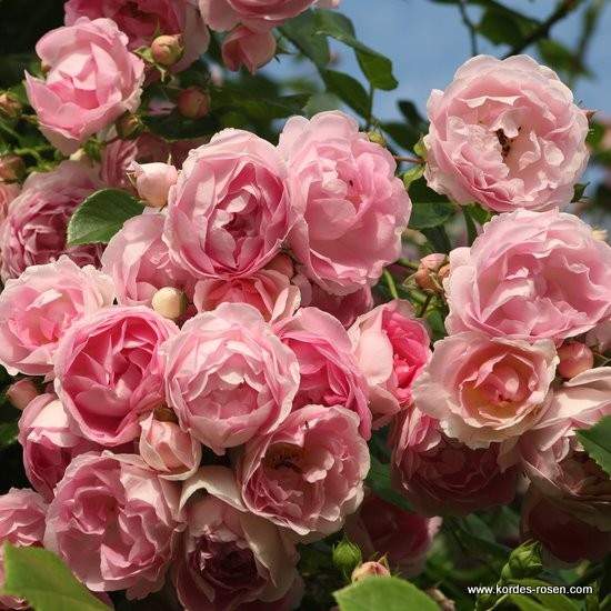 Levně Růže Kordes 'Jasmina' 2 litry