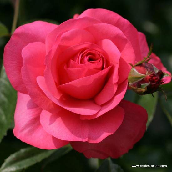Levně Růže Kordes 'Rosanna' 2 litry